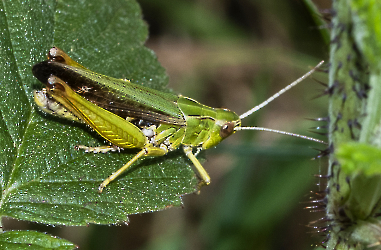 Omocestus viridulus_