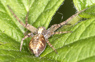 Philodromus spec.