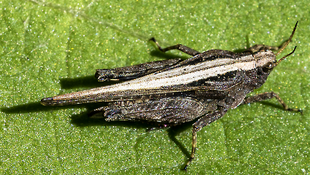 Pholidoptera griseoaptera