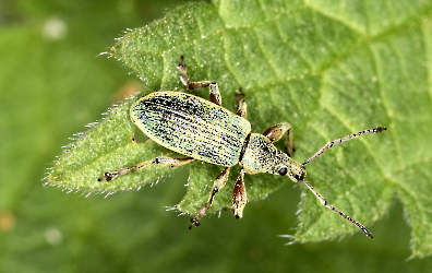 Phylobius pomaceus