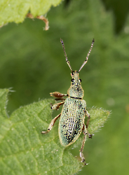 Phylobius pomaceus