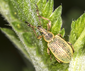 Phylobius sp