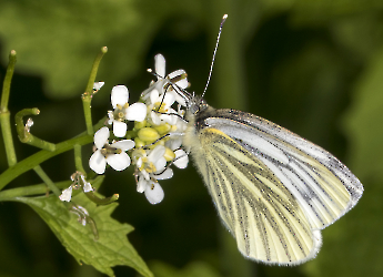 Pieris napi