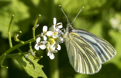 Pieris napi