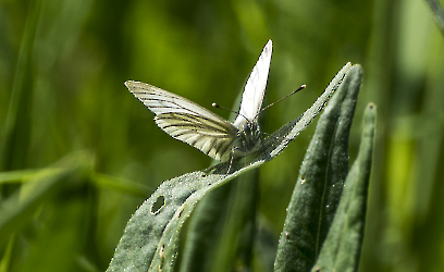 Pieris napi