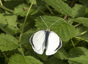 Pieris rapae