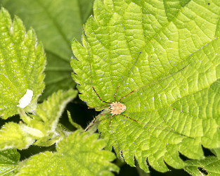 Platyburnus triangularis