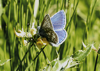 Polyommatus icarus 