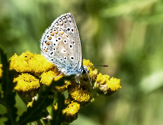 Polyommatus icarus 