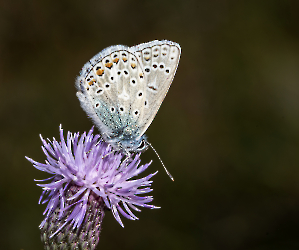 Polyommatus icarus 