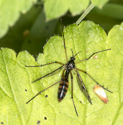 Ptychoptera contaminata