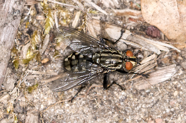 Sarcophagidae spec.