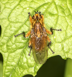 Scathophaga stercoraria