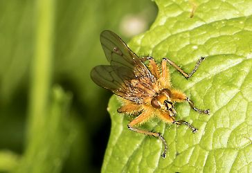 Scathophaga stercoraria