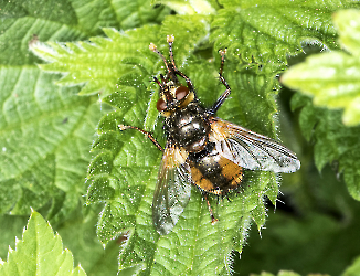 Tachina fera