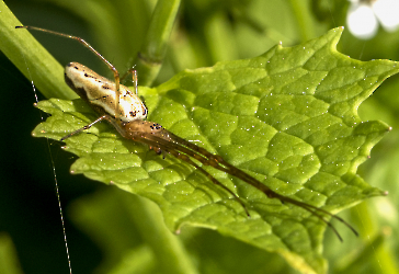 Tetragnatha spec.