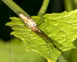 Tetragnatha spec.