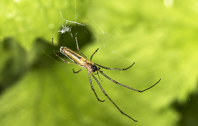 Tetragnatha spec.