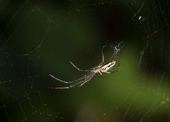 Tetregnatha montana