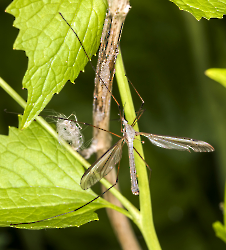 Tipula luna