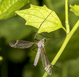 Tipula luna