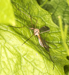 Tipula spec.