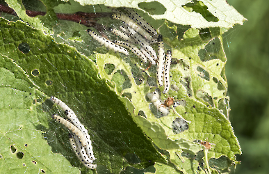 Yponomeuta evonymella_1