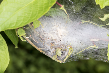 Yponomeuta evonymella_2