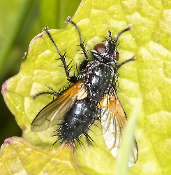 Zophomyia temula