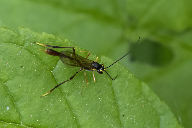 Agrypon sp cf flaveolatum