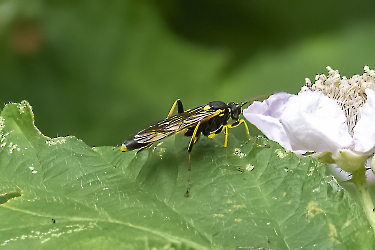 Amblyteles armatorius