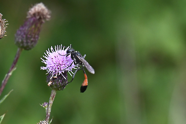 Ammophila sabulosa