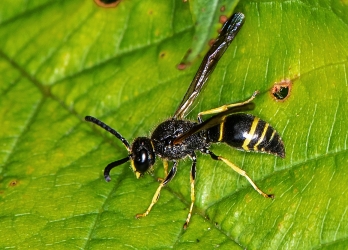 Ancistrocerus claripennis