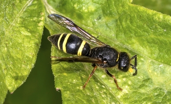 Ancistrocerus scoticus