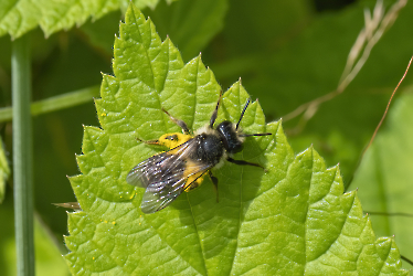 Andrena denticulata