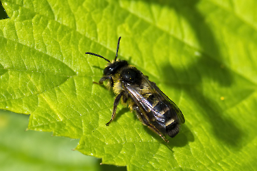 Andrena denticulata