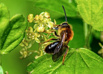 Andrena haemorrhoa