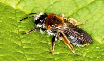 Andrena haemorrhoa