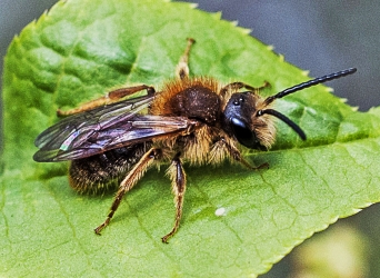 Andrena haemorrhoa