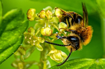 Andrena haemorrhoa