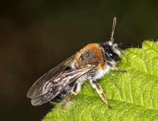 Andrena haemorrhoa