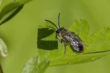 Andrena spec.