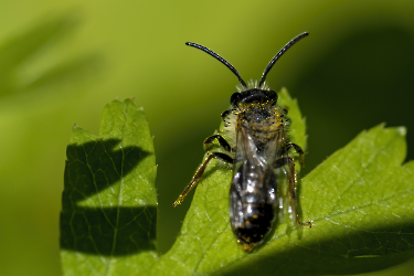 Andrena spec.