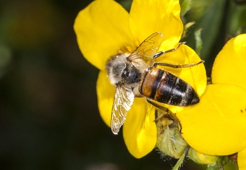 Apis melifera