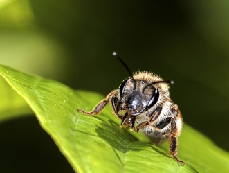 Apis melifera