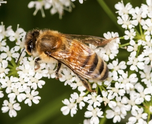 Apis melifera