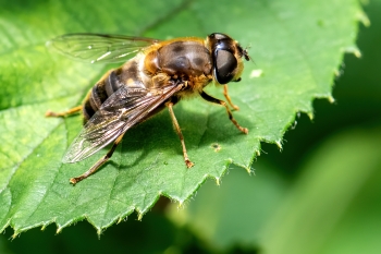 Apis melifera