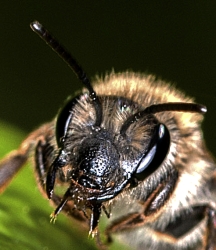 Apis melifera