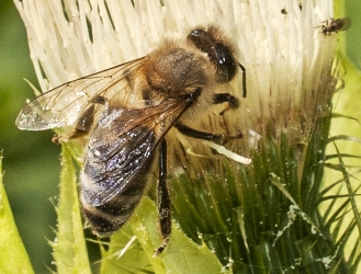 Apis melifera