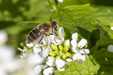 Apis melifera